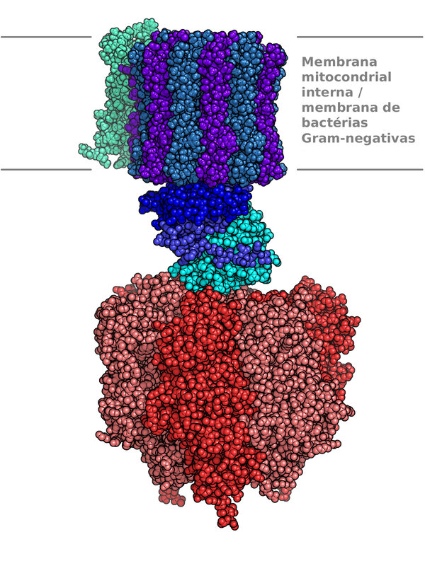 Mitochondrial membrane protein
