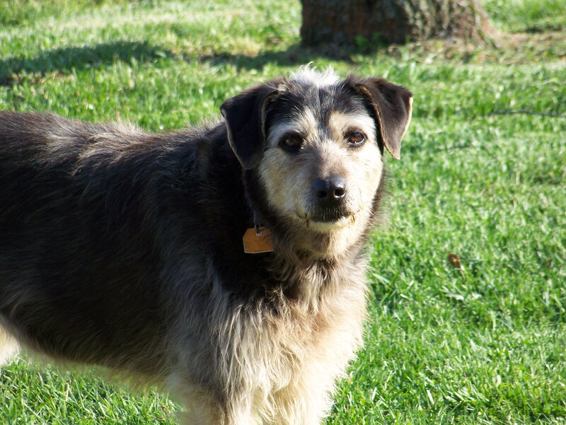 Mixed-breed Dog in Grass