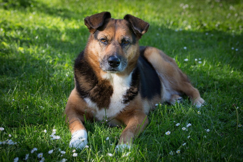 Mixed-breed Dog Lying