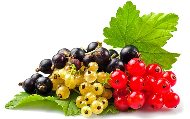 Mixed Currant Berries