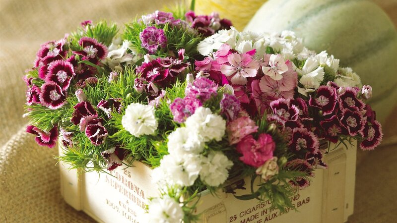 Mixed Dianthus Flowers — Pink