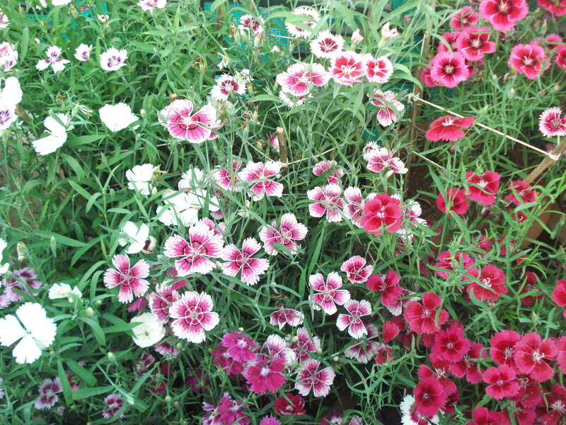 Mixed Dianthus Flowers