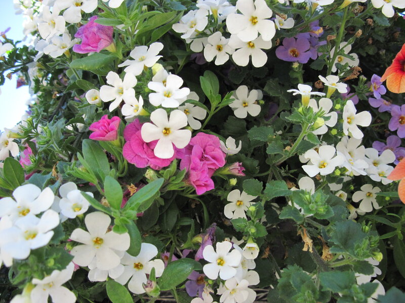 Mixed Flowers in a Planter