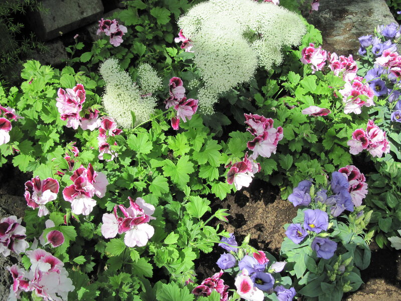 Mixed Flowers in Garden — Green
