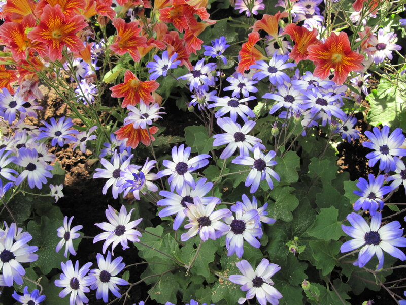 Mixed Flowers in Garden — Purple