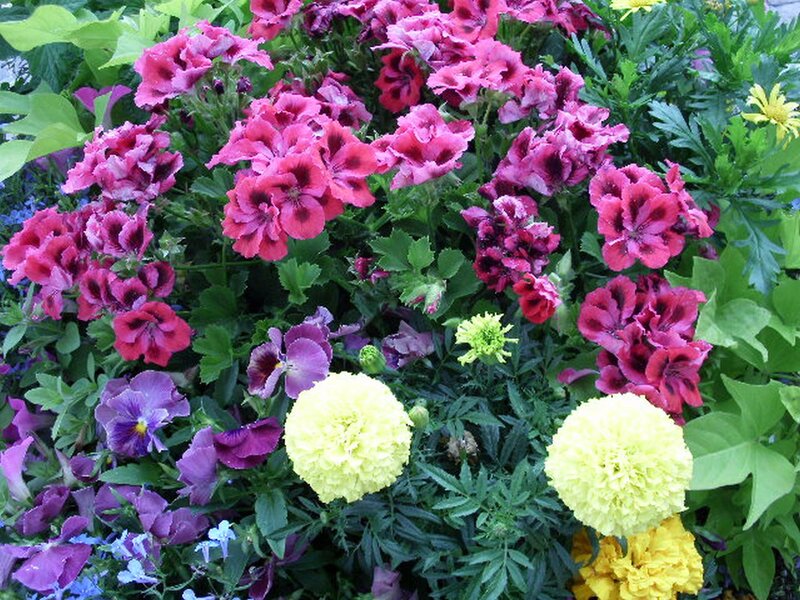 Mixed Flowers in Garden