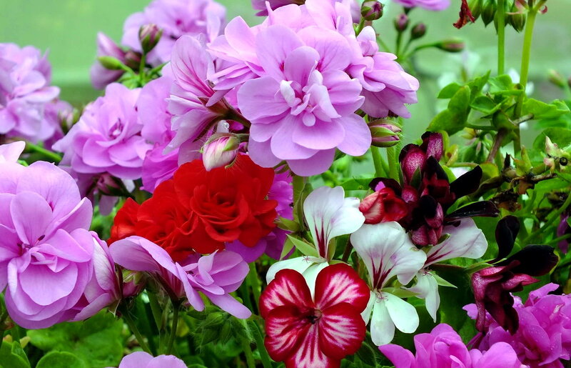 Mixed Geranium Flowers — Pink, Vibrant