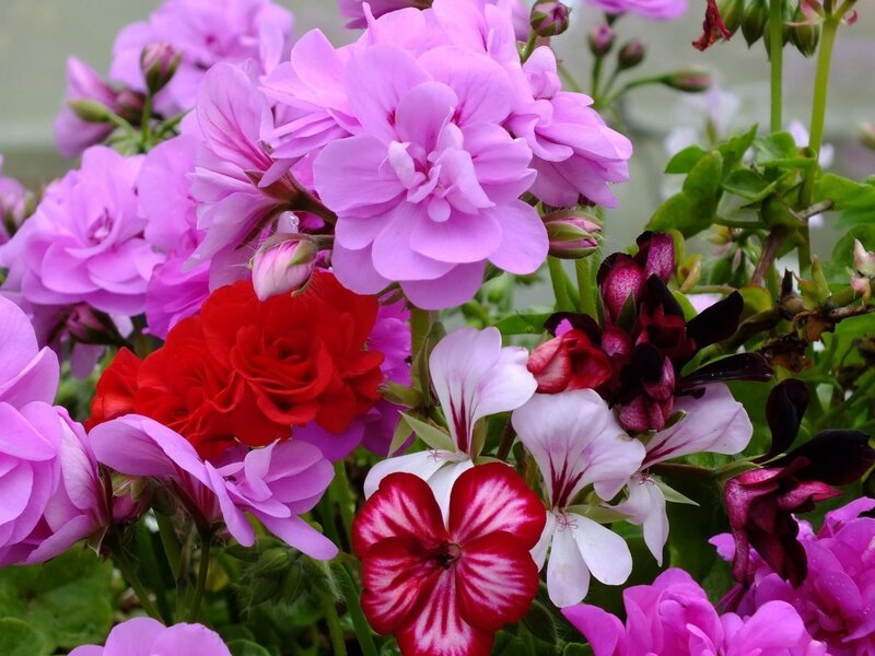 Mixed Geranium Flowers