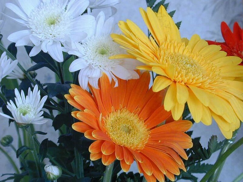 Mixed Gerbera Daisies
