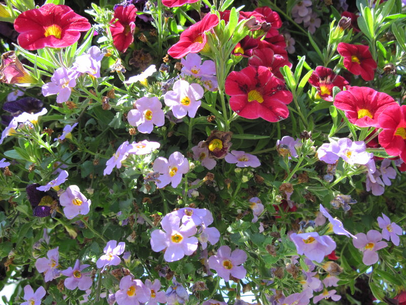 Mixed Petunia Flowers