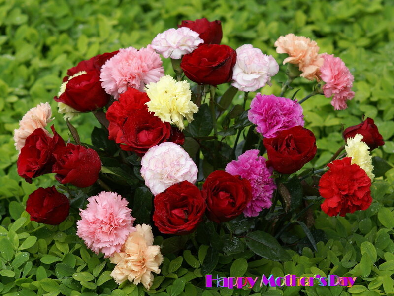 Mixed Red and Pink Flowers