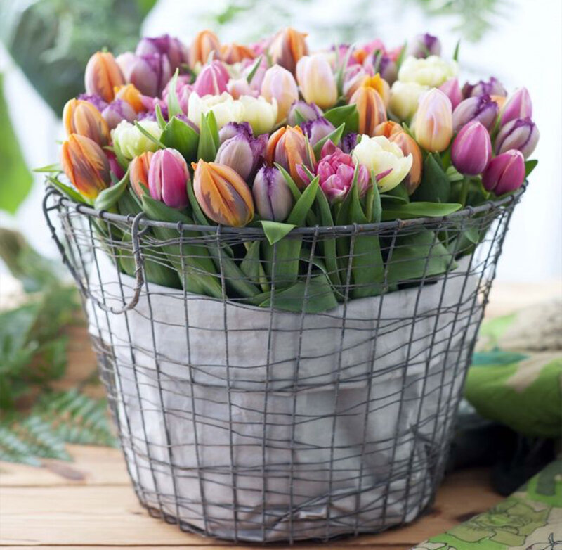 Mixed Tulips in Basket
