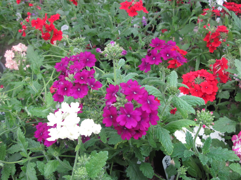 Mixed Verbena Flowers — Purple