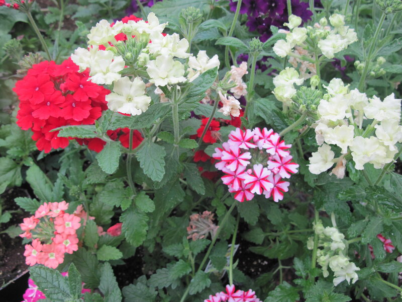 Mixed Verbena Flowers