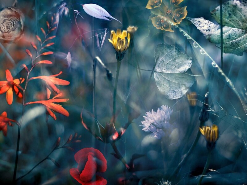 Mixed Wildflowers in Field