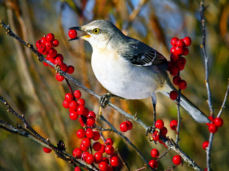 Mockingbird Eating Berries