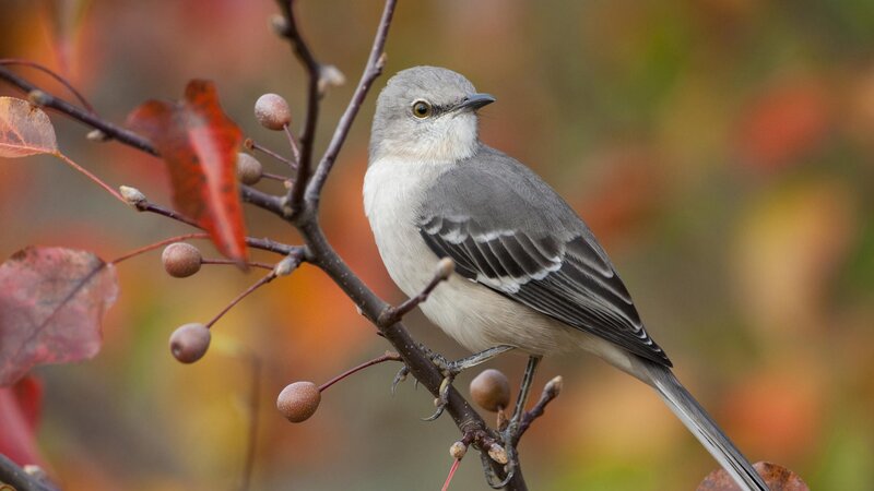 Mockingbird on a branch