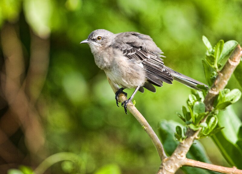 Mockingbird on a branch