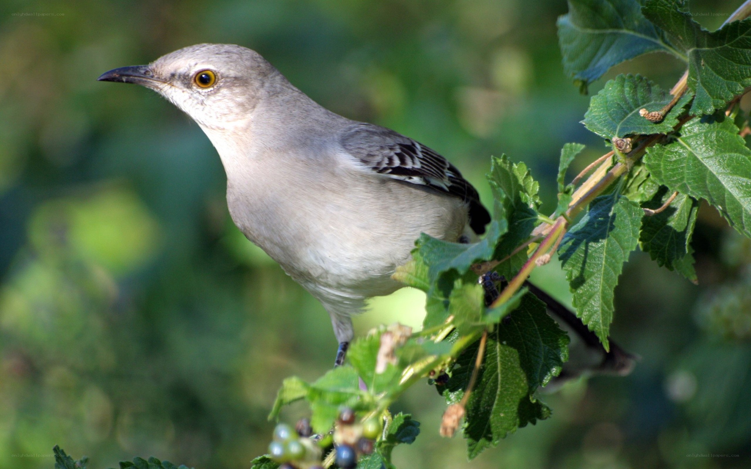 Mockingbird on a branch