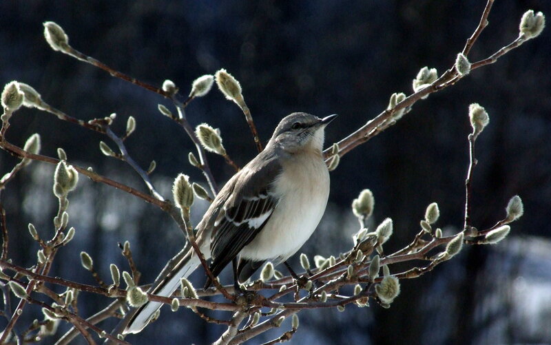Mockingbird on a budding branch