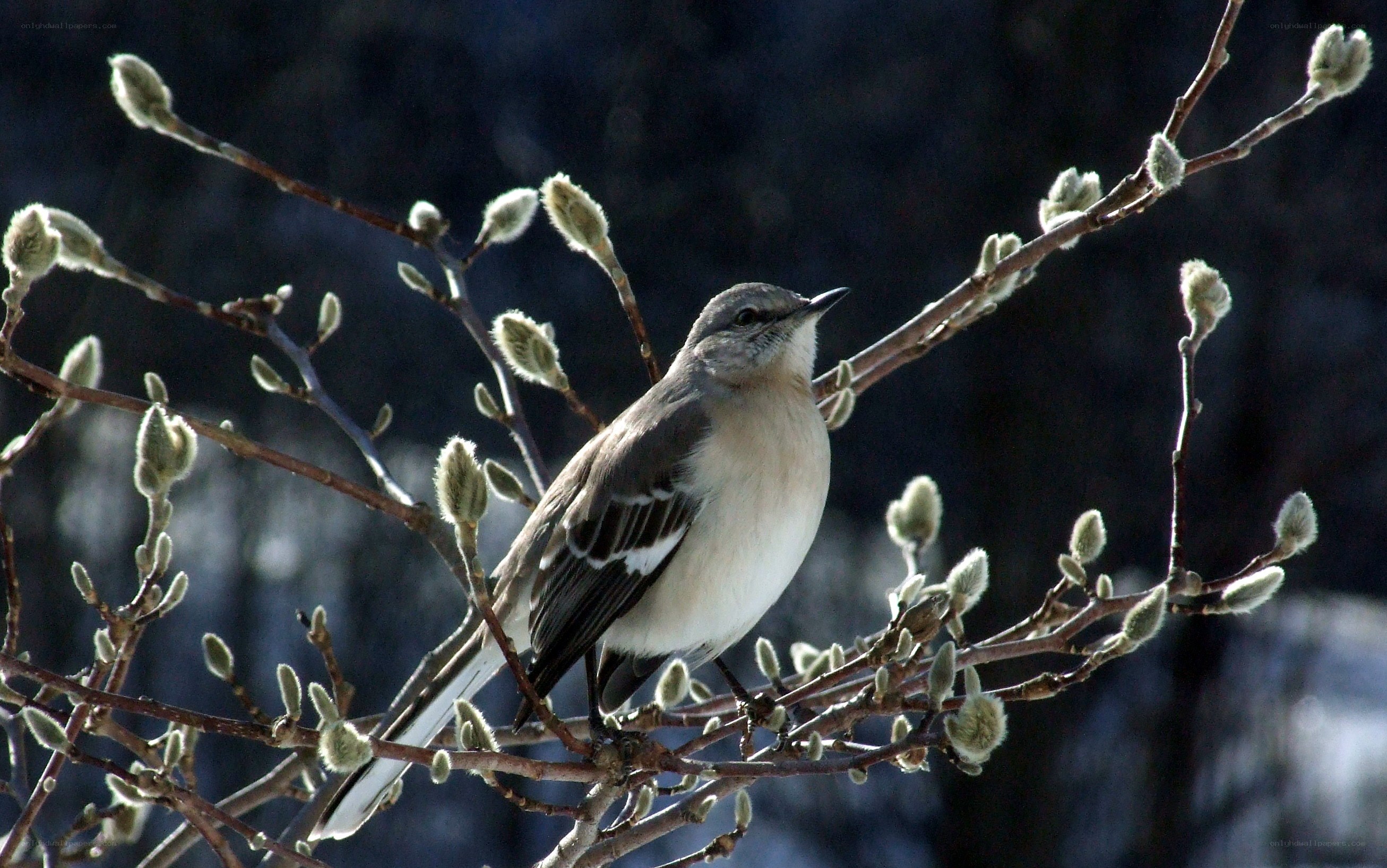 Mockingbird on a budding branch