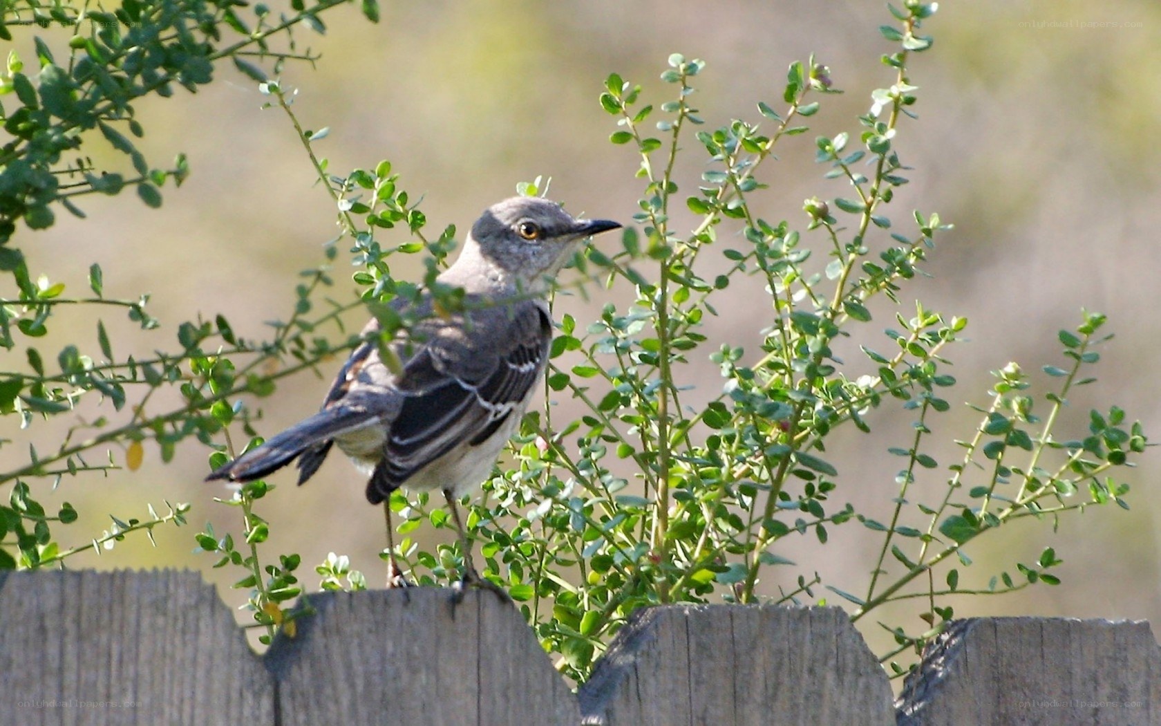 Mockingbird on a fence