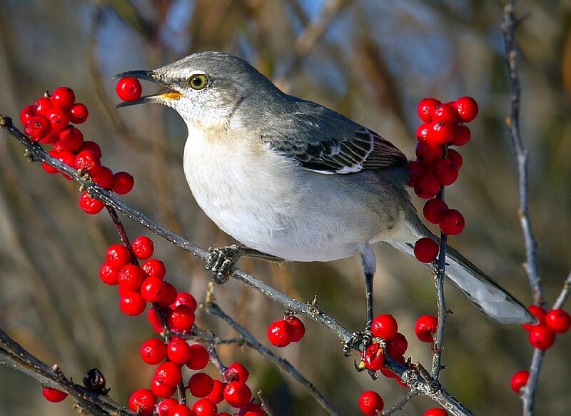 Mockingbird on Berry Branch — Red