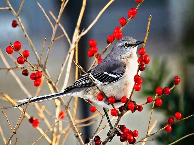 Mockingbird on Berry Branch