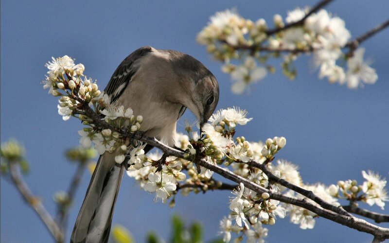 Mockingbird on Blossoming Branch — Blue