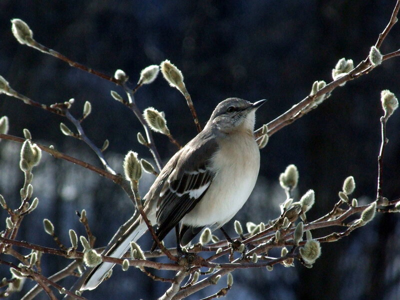 Mockingbird on Branch — Brown