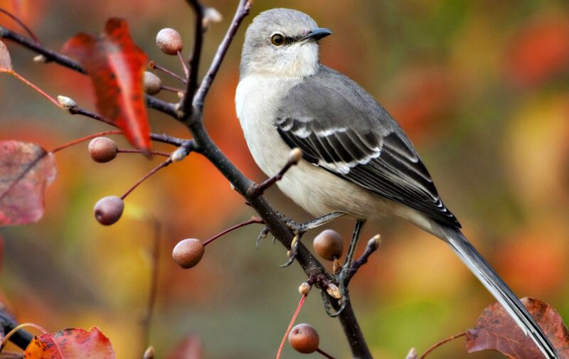 Mockingbird on Branch — Gray, Calm, Autumn