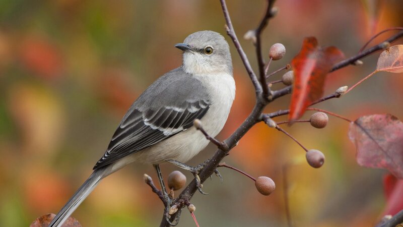 Mockingbird on Branch — Gray, Calm