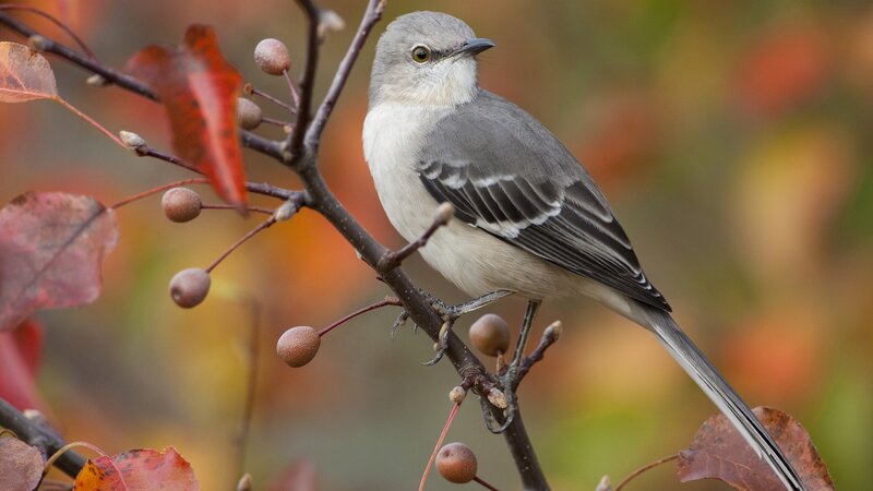 Mockingbird on Branch — Gray, Serene