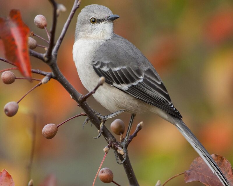 Mockingbird on Branch — Gray