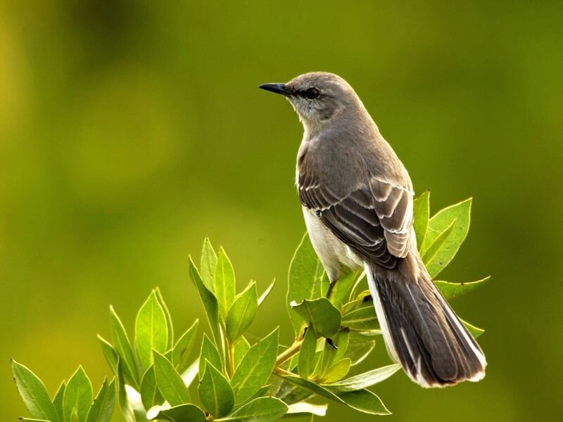 Mockingbird on Branch — Green