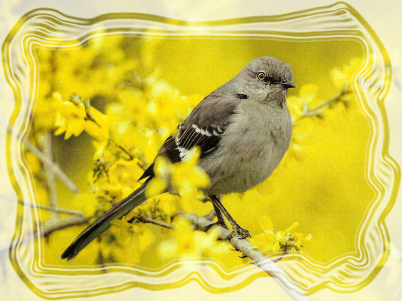 Mockingbird on Branch