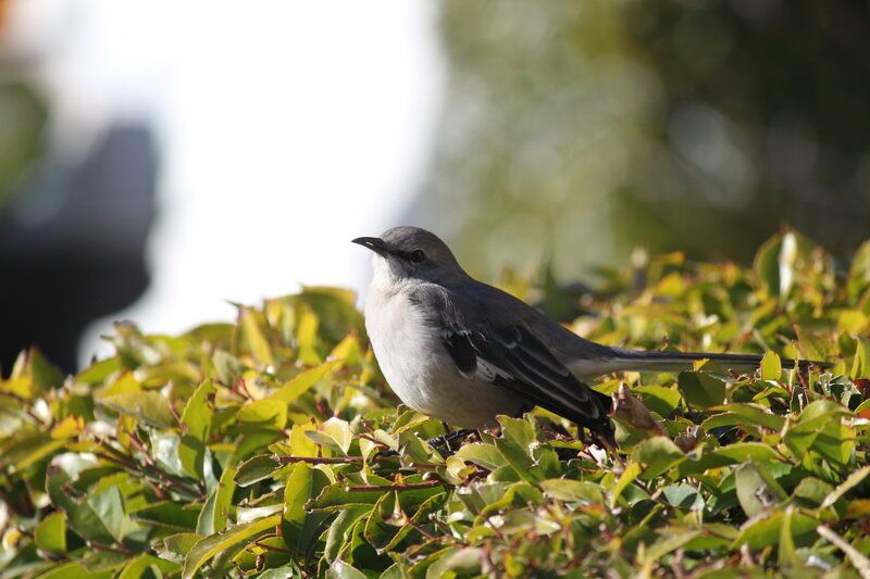 Mockingbird on Bush
