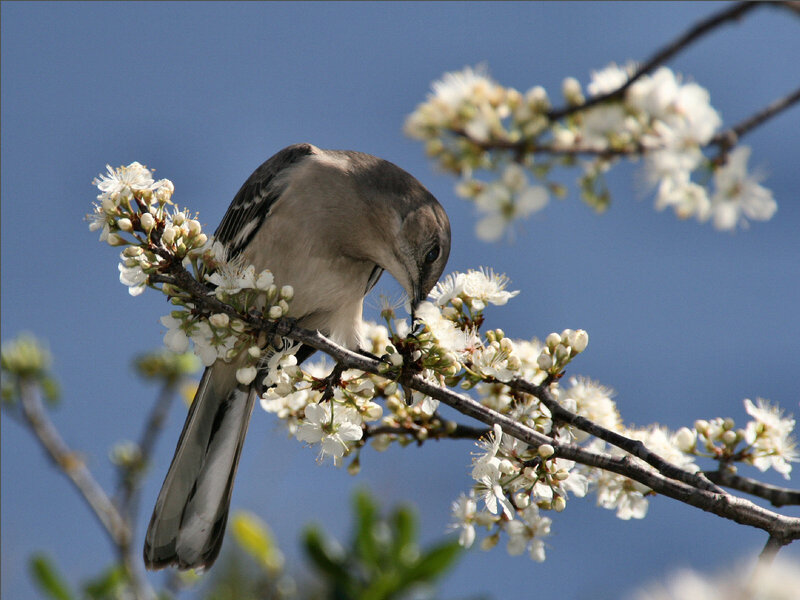 Mockingbird on flowering branch