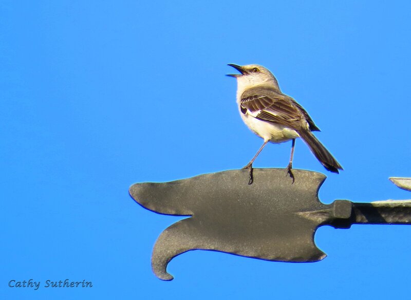 Mockingbird on Metal Object
