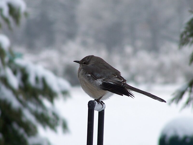 Mockingbird on Post