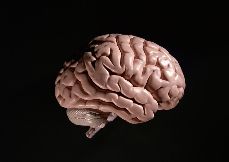 model of a human brain