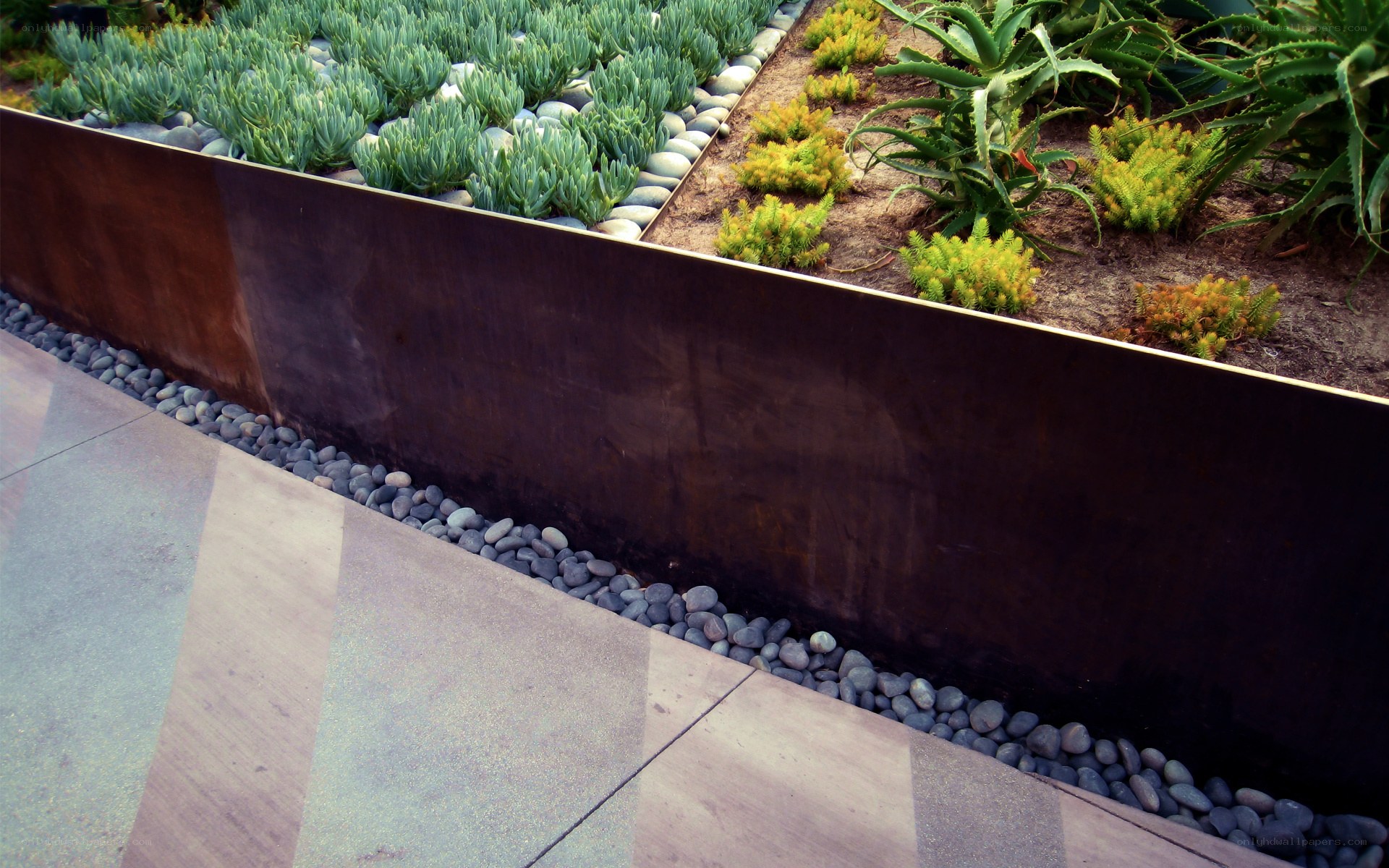 Modern garden with succulents