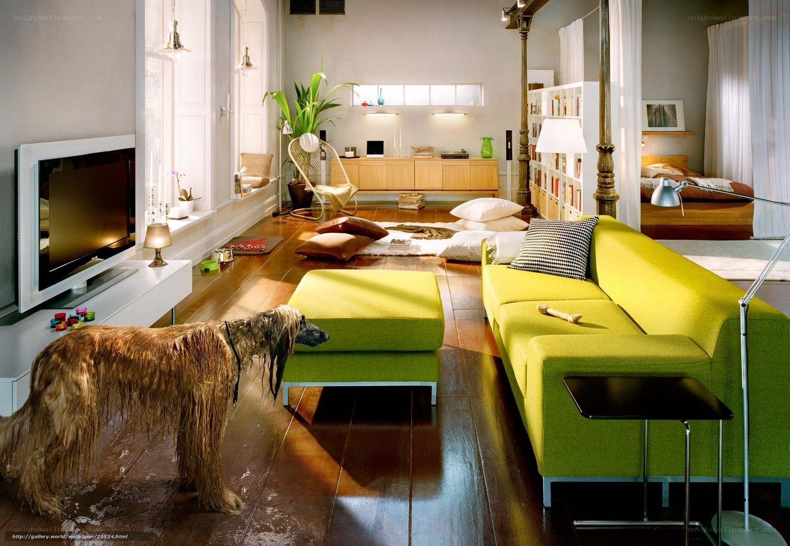 Modern living room with dog