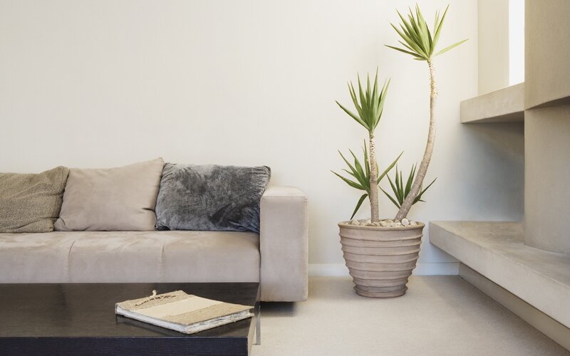 Modern living room with plant