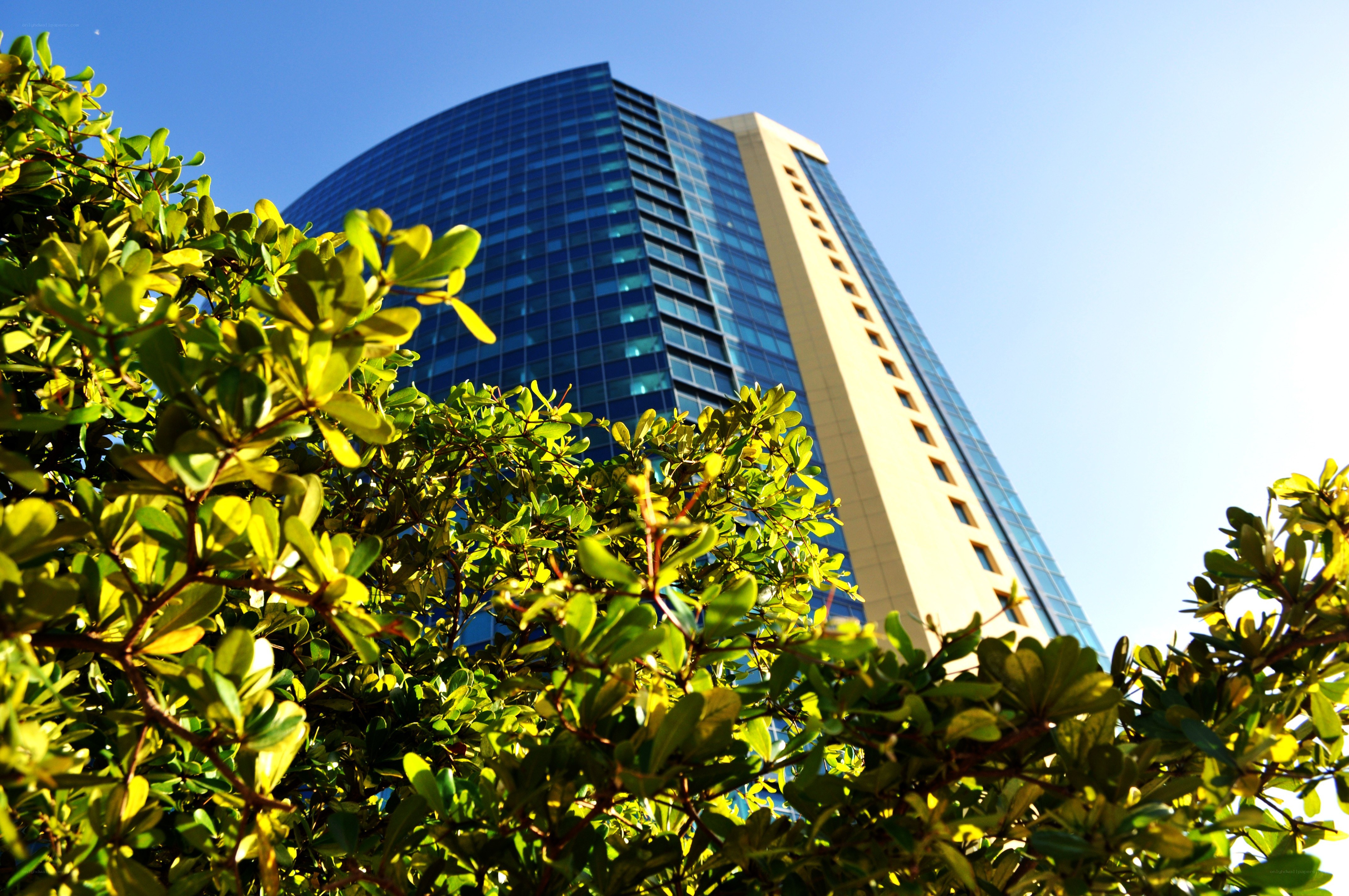 Modern skyscraper with green foliage
