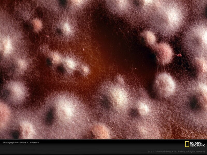 mold colonies under microscope