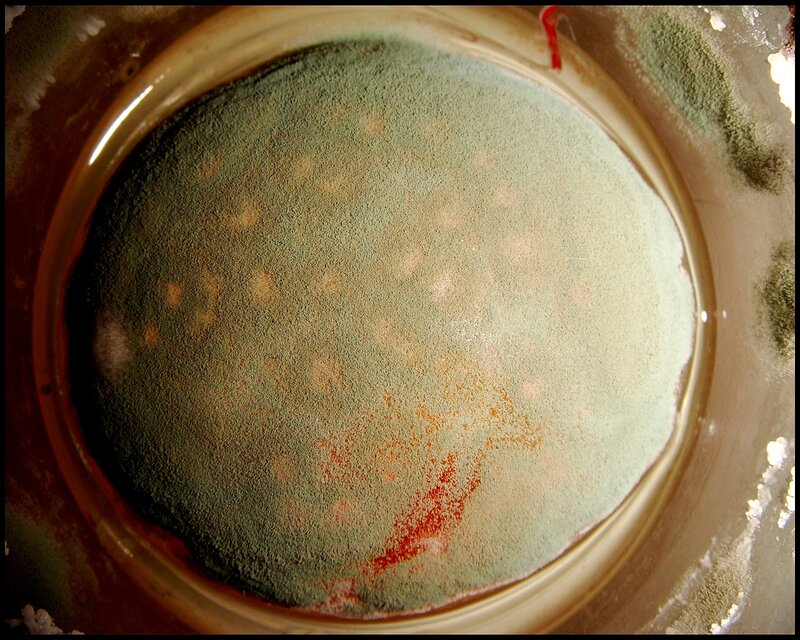 mold growth in petri dish