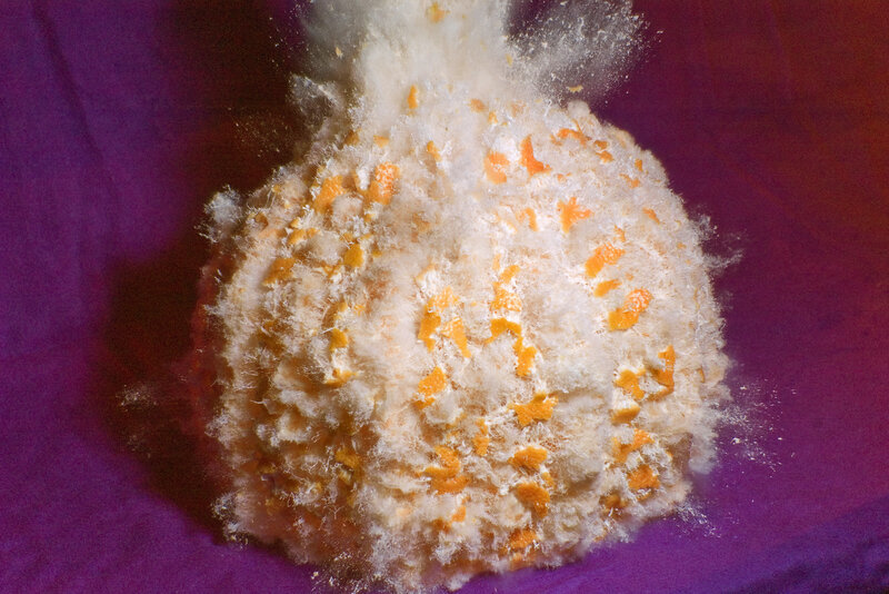 moldy orange explosion
