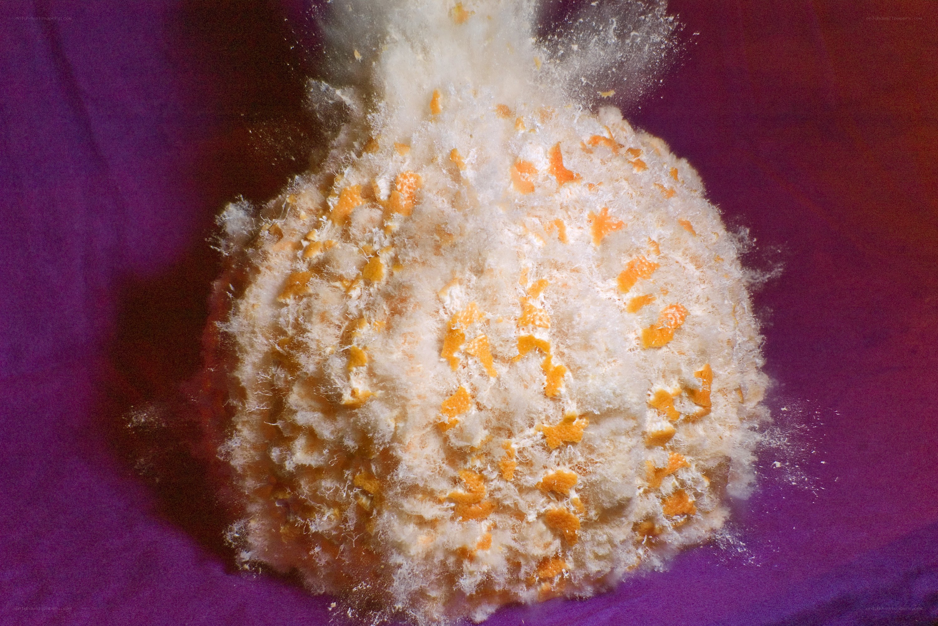 moldy orange explosion