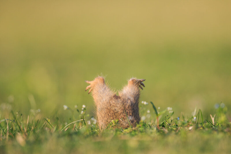 Mole emerging from grass
